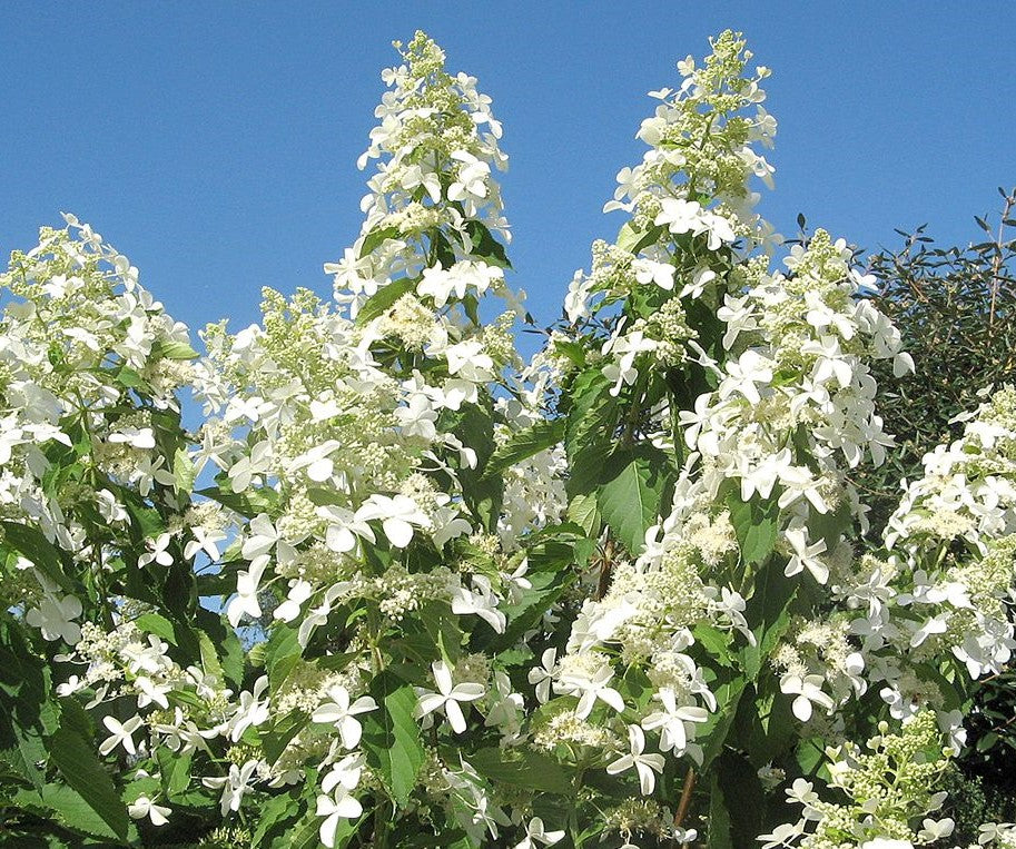 Lot de 6 hortensias paniculés blancs - Hydrangea pan. 'Kyushu'