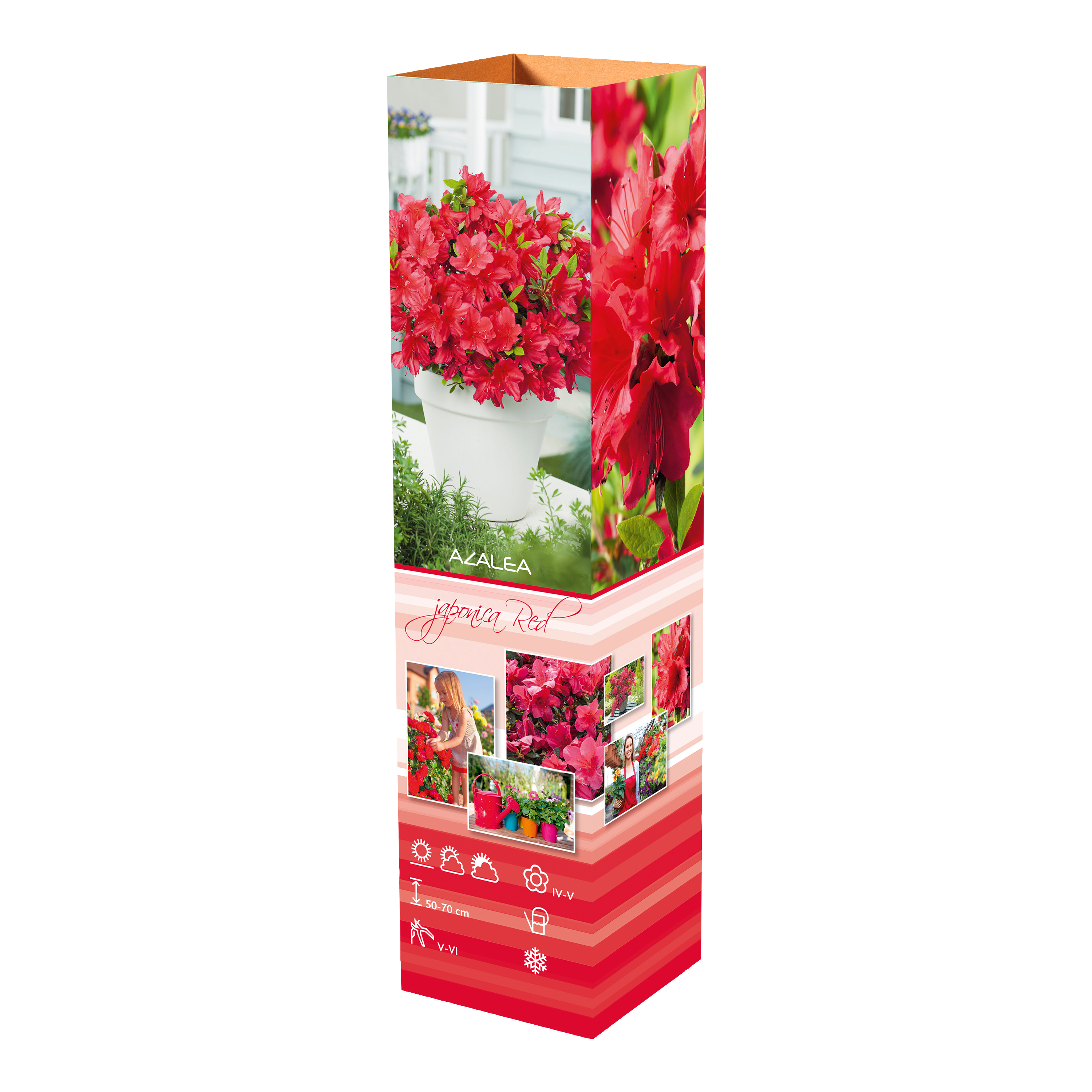 Ensemble de 4 azalées : 1 violette, 1 rouge, 1 rose, 1 blanche - 20-38 cm