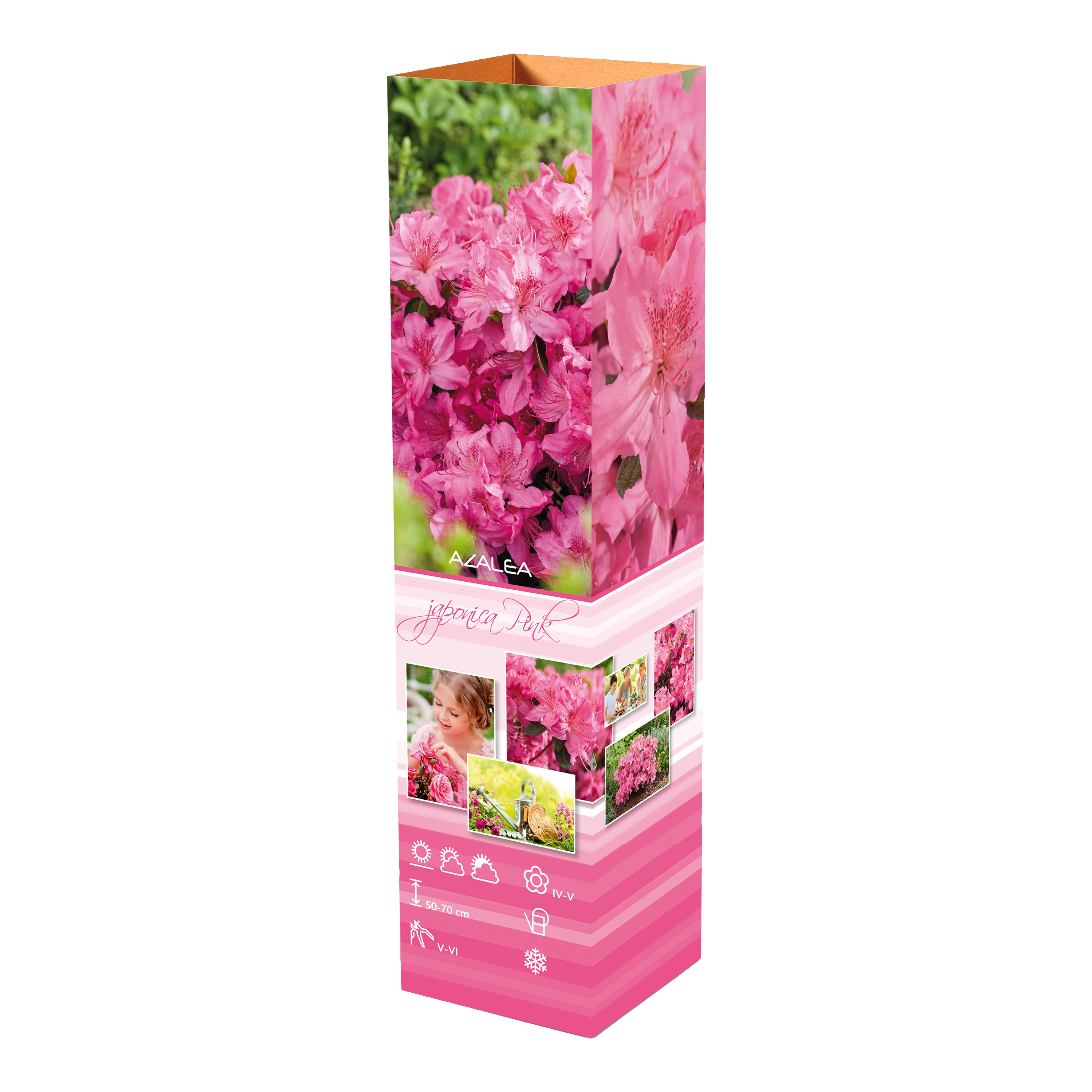 Ensemble de 6 azalées roses - 20-38 cm