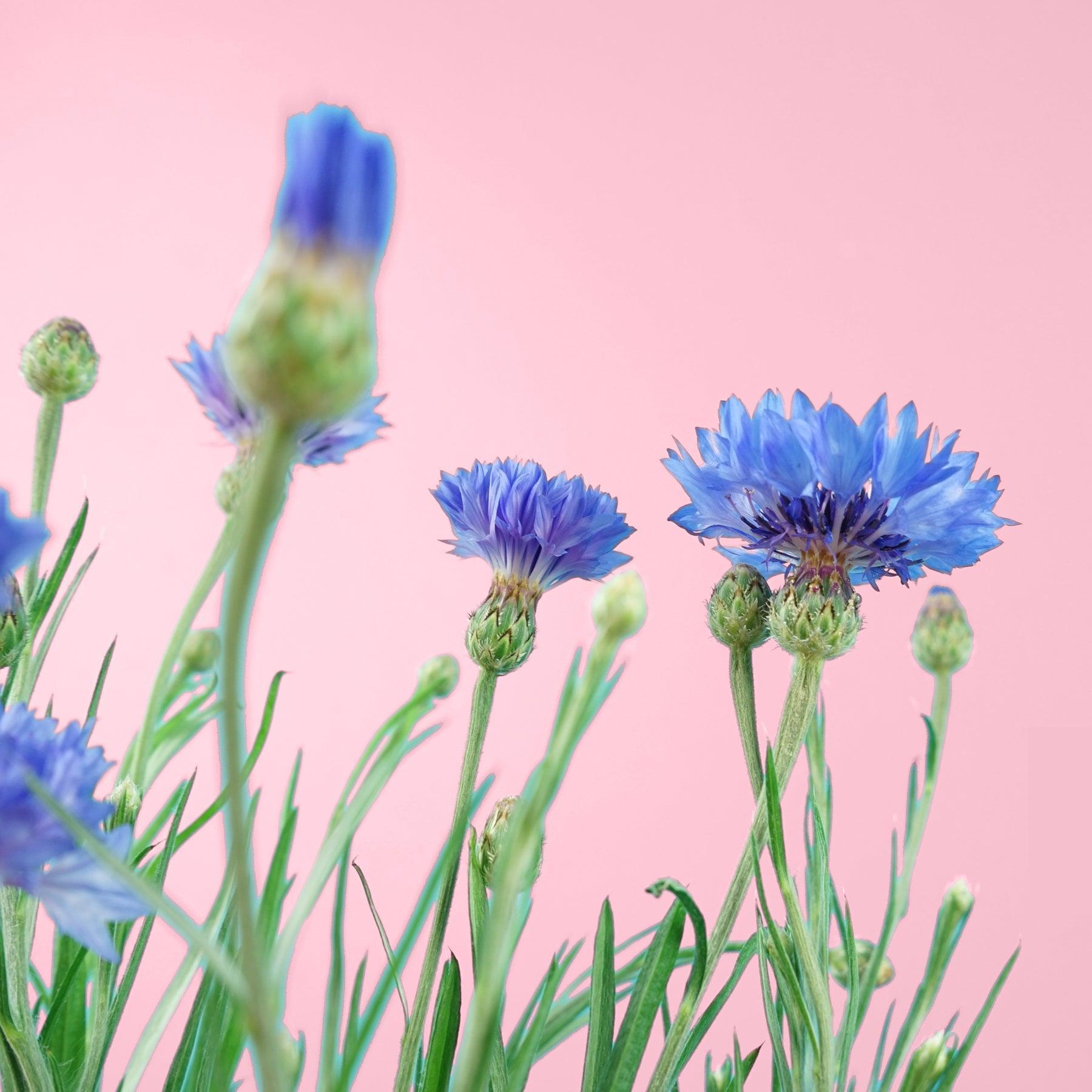 Coffret fleurs - bleuet, muflier blanc, coleus, rose d’inde