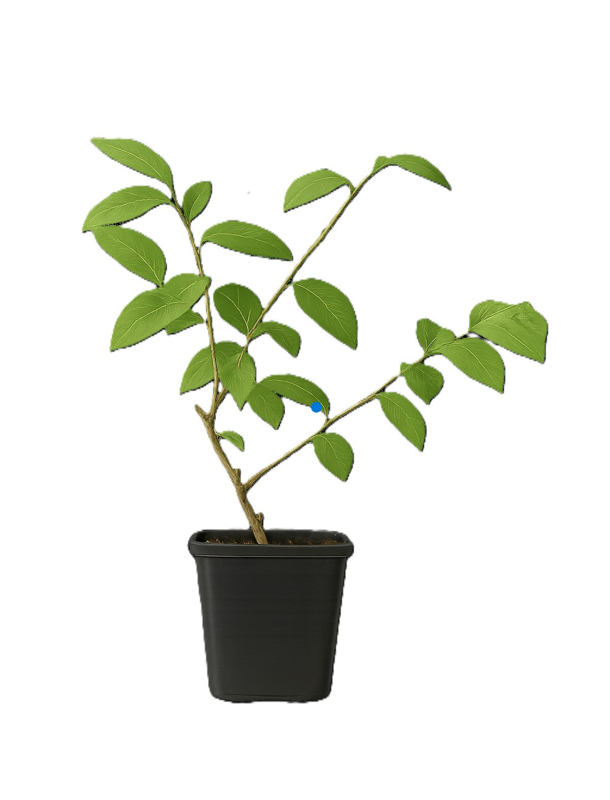 Lot de 8 myrtilliers 30–38 cm