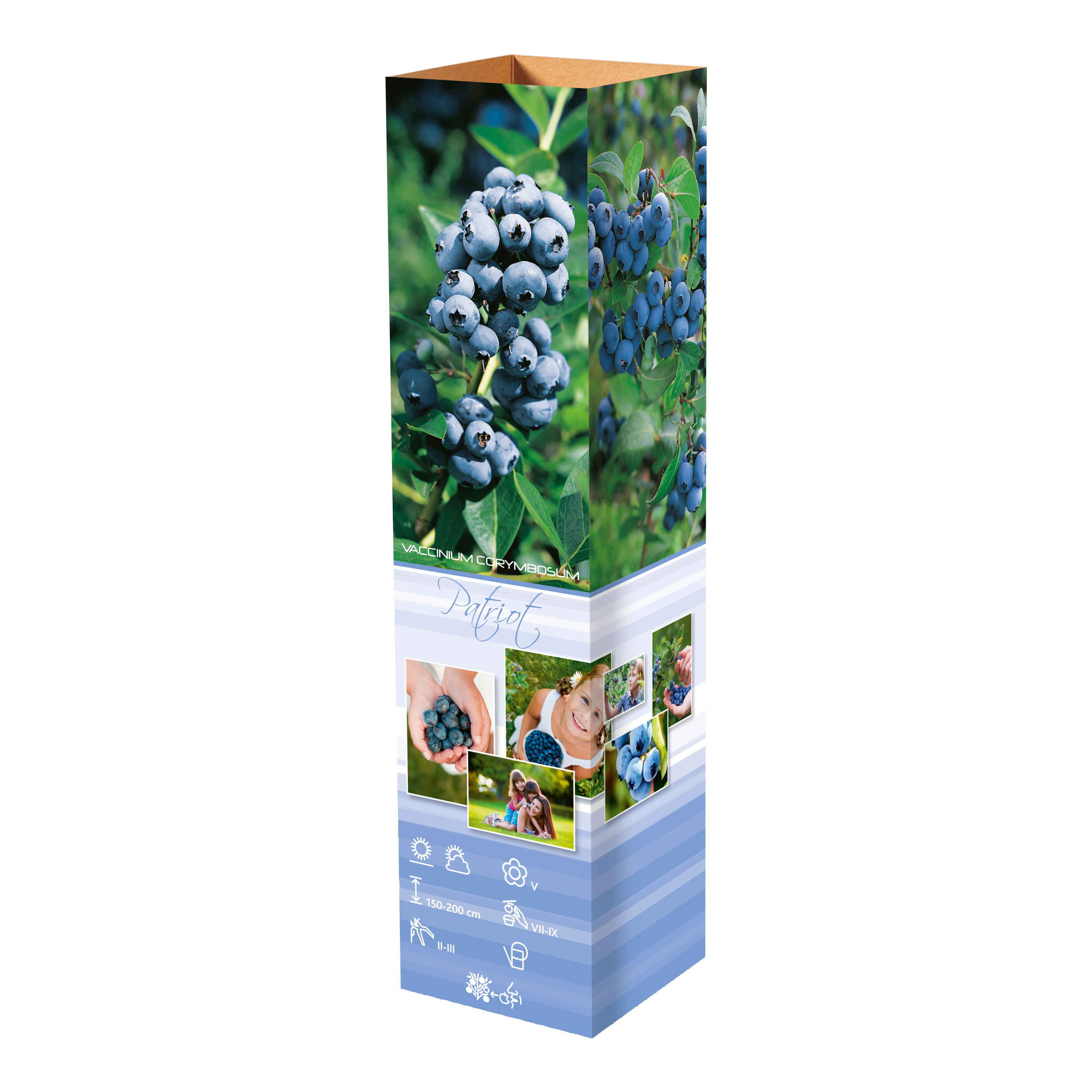 Lot de 25 plantes fruitières 30–38 cm : 20 fraisiers, 1 framboisier, 1 mûrier, 1 myrtillier, 1 groseillier, 1 cassis,