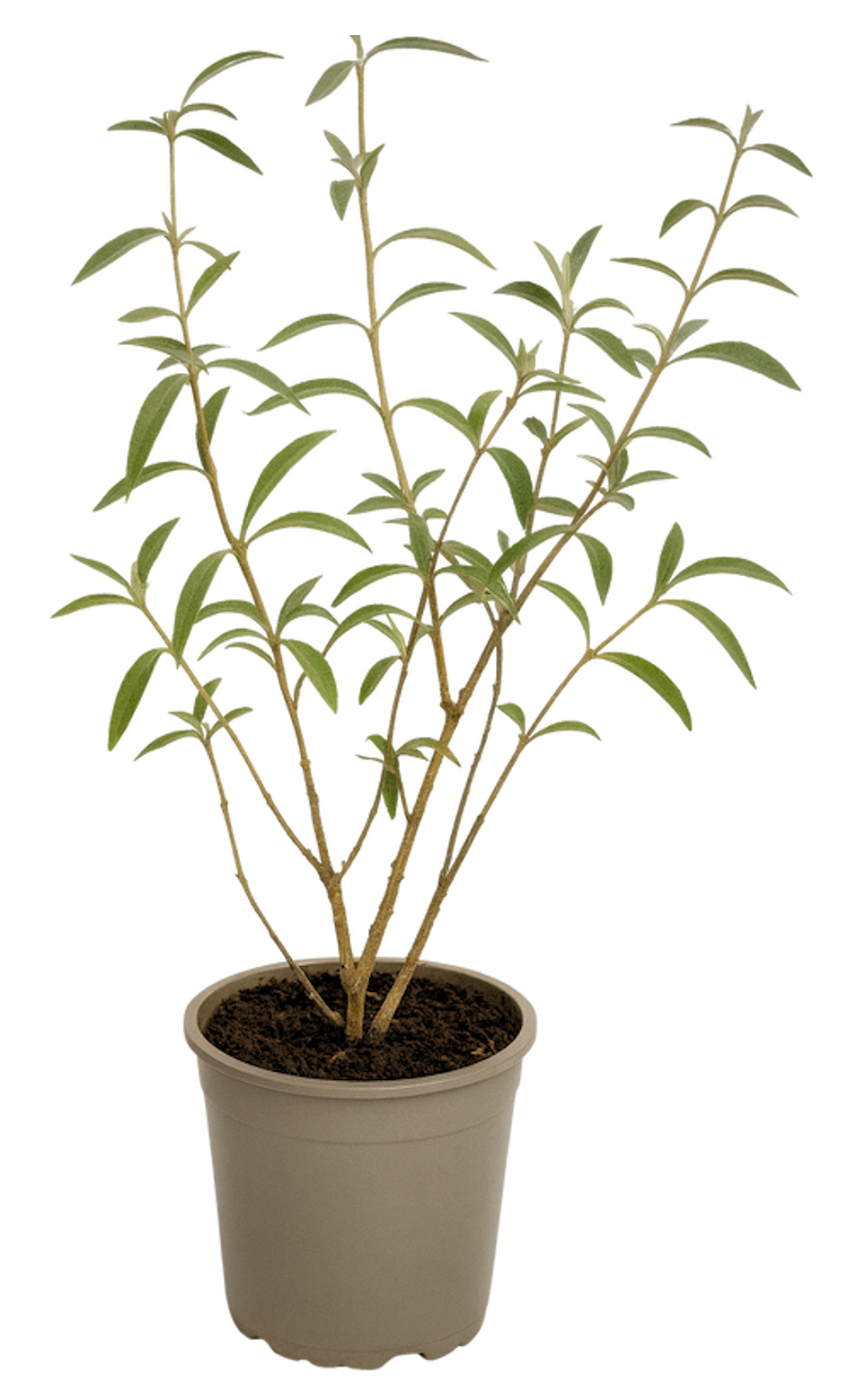 Lot de 6 arbres aux papillons ou lilas d'été (Buddleia de David) à fleurs bleues/violettes