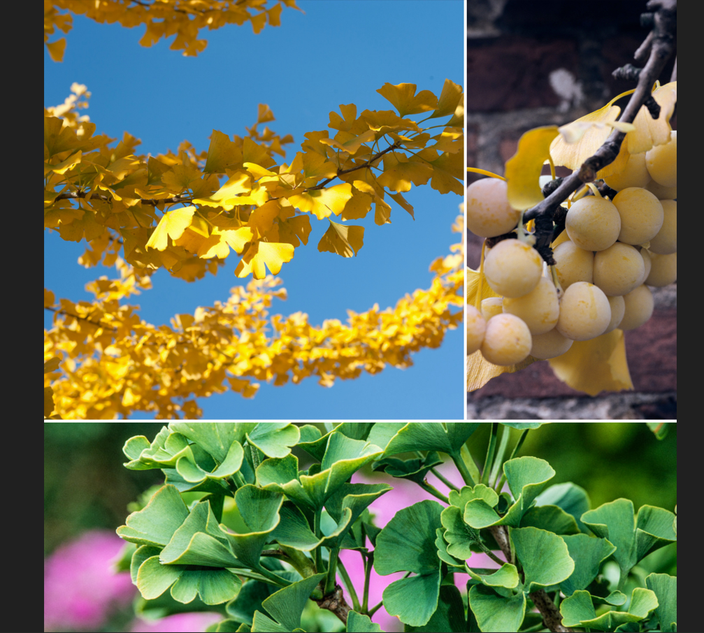 Lot de 2 noyers du Japon (Ginkgo biloba) - 50-60 cm
