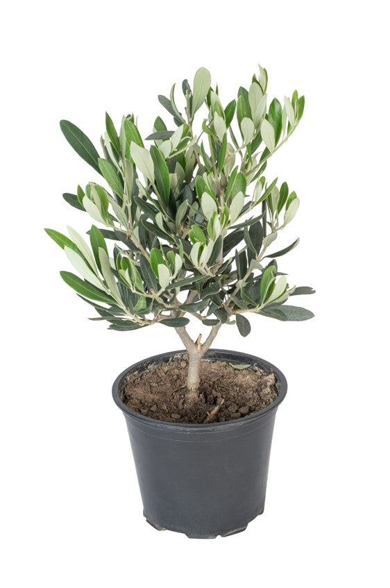 Lot de 2 oliviers taille moyenne - 50–70 cm