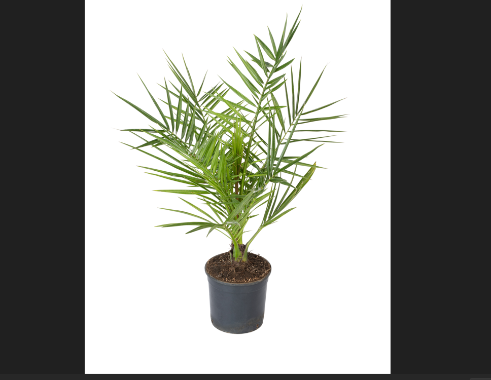 Lot de 4 palmiers variés de taille moyenne - 1 Chamaerops humilis, 1 Phoenix canariensis, 1 Trachycarpus fortunei, 1 Washingtonia robusta (40-70 cm)