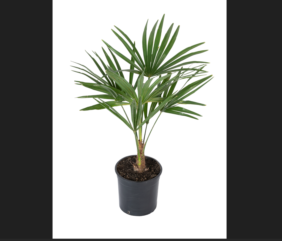 Lot de 4 palmiers variés de taille moyenne - 1 Chamaerops humilis, 1 Phoenix canariensis, 1 Trachycarpus fortunei, 1 Washingtonia robusta (40-70 cm)