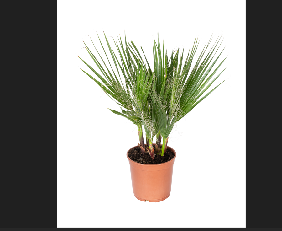 Lot de 4 palmiers variés de taille moyenne - 1 Chamaerops humilis, 1 Phoenix canariensis, 1 Trachycarpus fortunei, 1 Washingtonia robusta (40-70 cm)