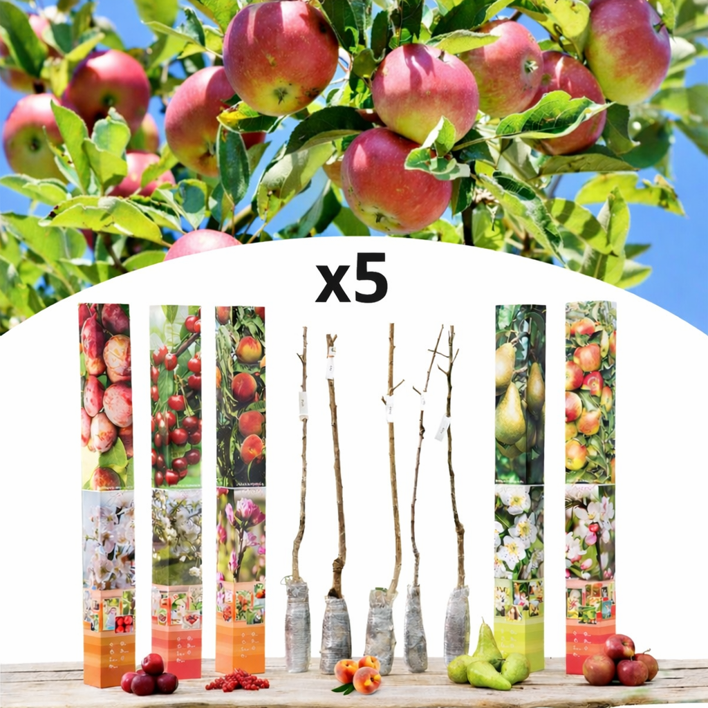 Lot de 5 arbres fruitiers 85-93 cm - 1 pommier (Jonagold), 1 poirier (Conférence), 1 cerisier (Griotte), 1 prunier (Opal), 1 pêcher (Red Haven)