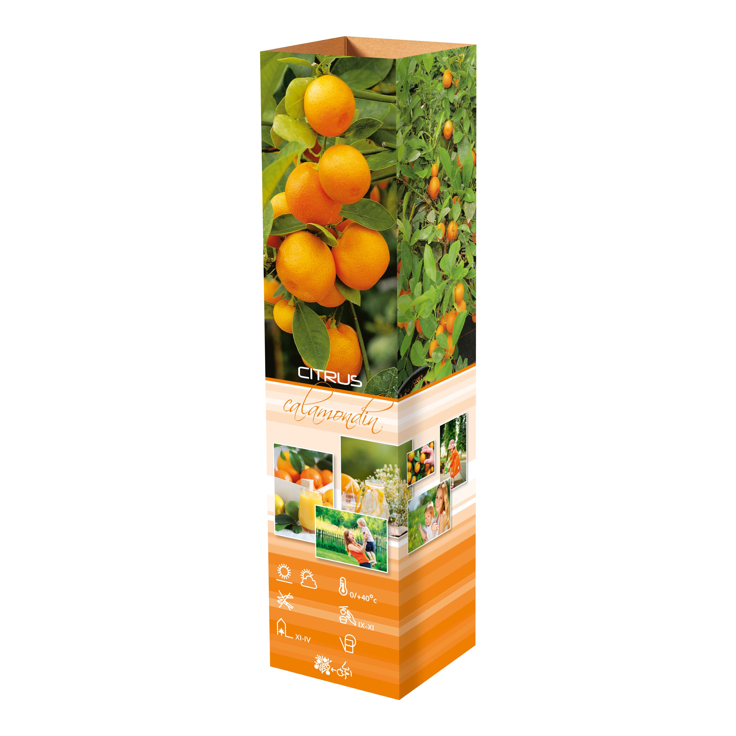 Lot de 8 plantes méditerranéennes : 2 oliviers, 2 figuiers, 2 citronniers, 2 orangers - 25-38 cm