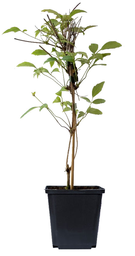 Lot de 3 clématites des montagnes blanches (Clematis Montana Wilsonii) - 30-38 cm