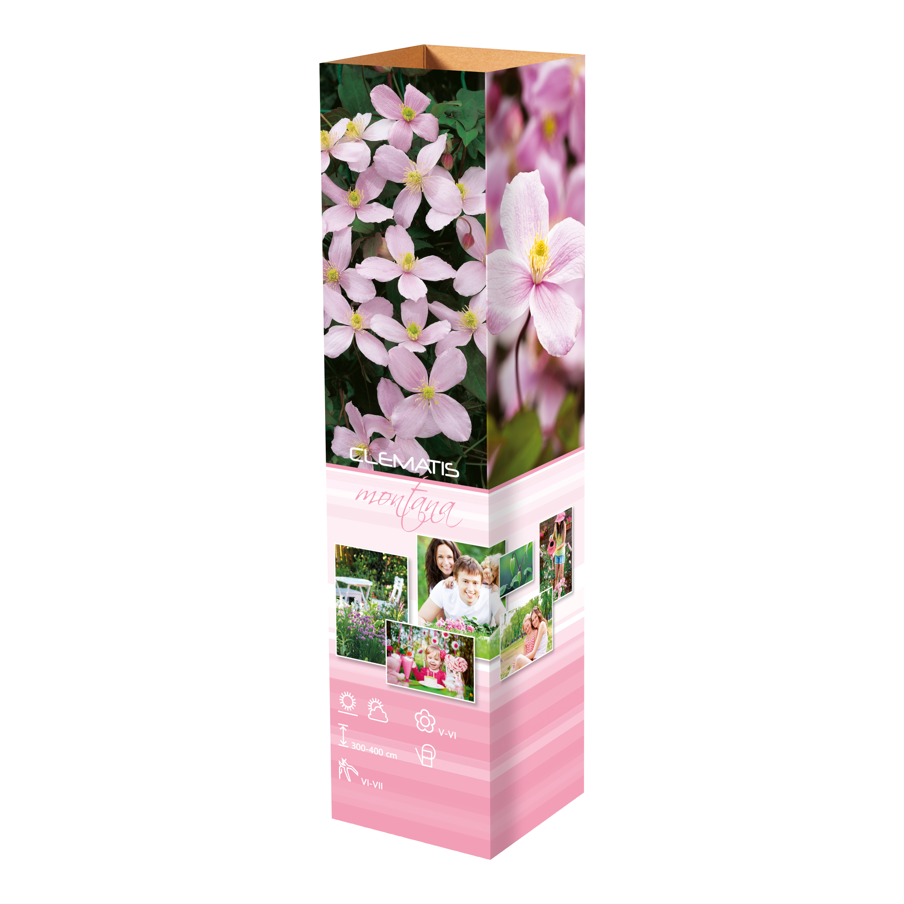 Lot de 3 clématites : 1 blanche, 1 rose et 1 rose claire - 30-38 cm