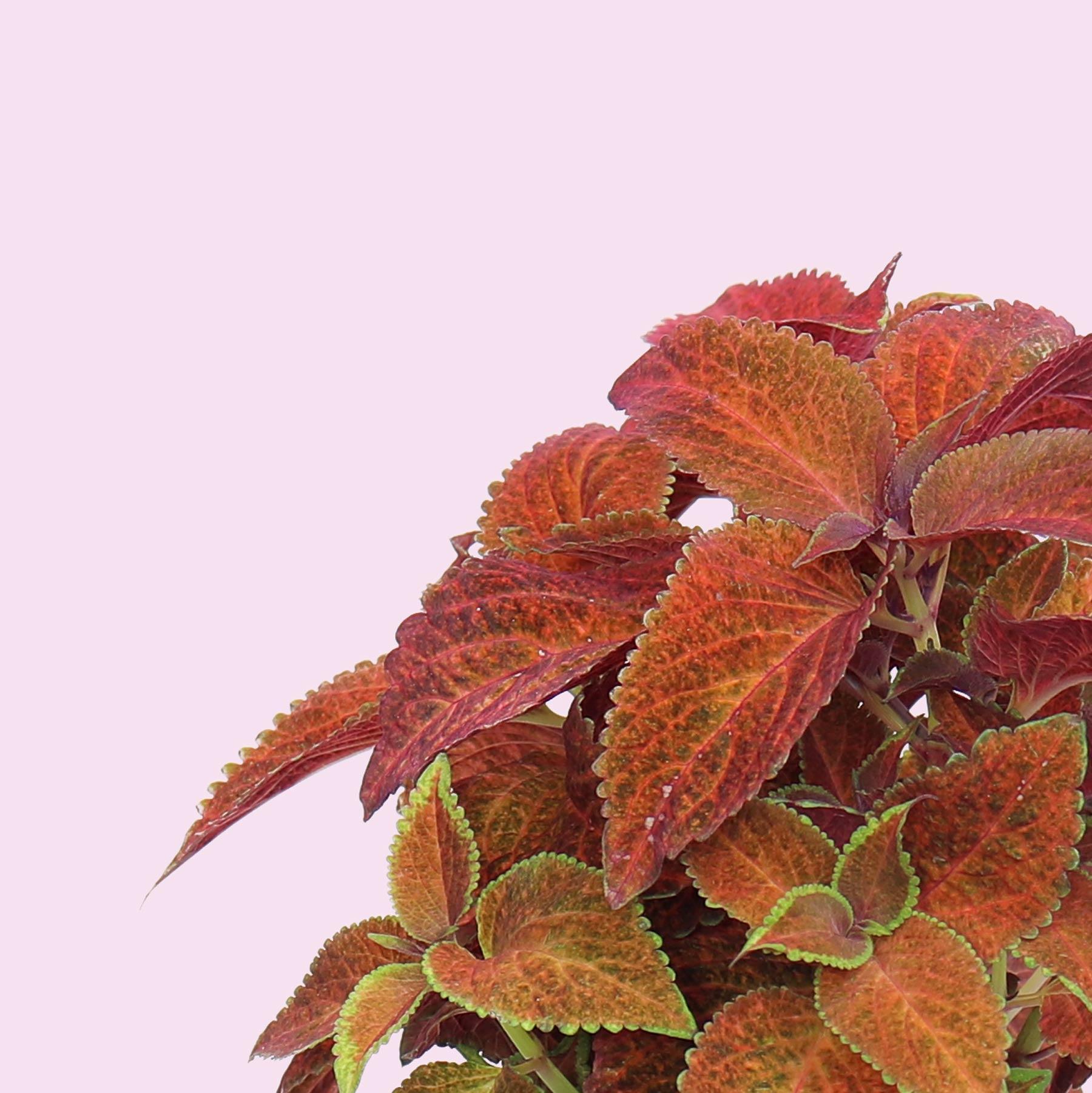 Coffret fleurs - bleuet, muflier blanc, coleus, rose d’inde