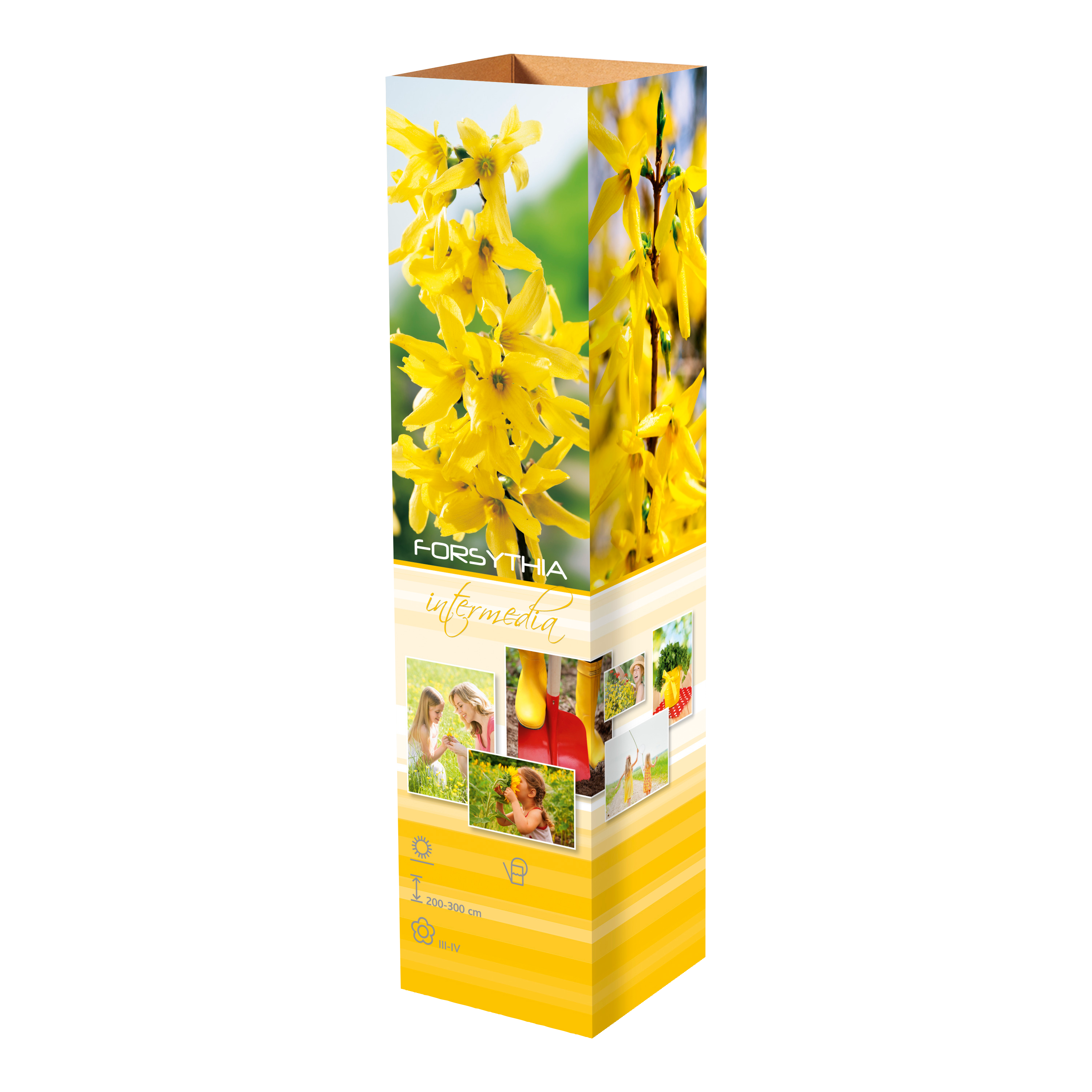 Lot de 4 arbustes d'ornement XL : 1 Hibiscus, 1 Weigelia, 1 Deutzia, 1 Forsythia - 30-38 cm