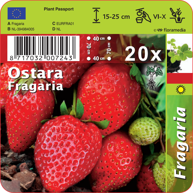 Lot de 25 plantes fruitières 30–38 cm : 20 fraisiers, 1 framboisier, 1 mûrier, 1 myrtillier, 1 groseillier, 1 cassis,