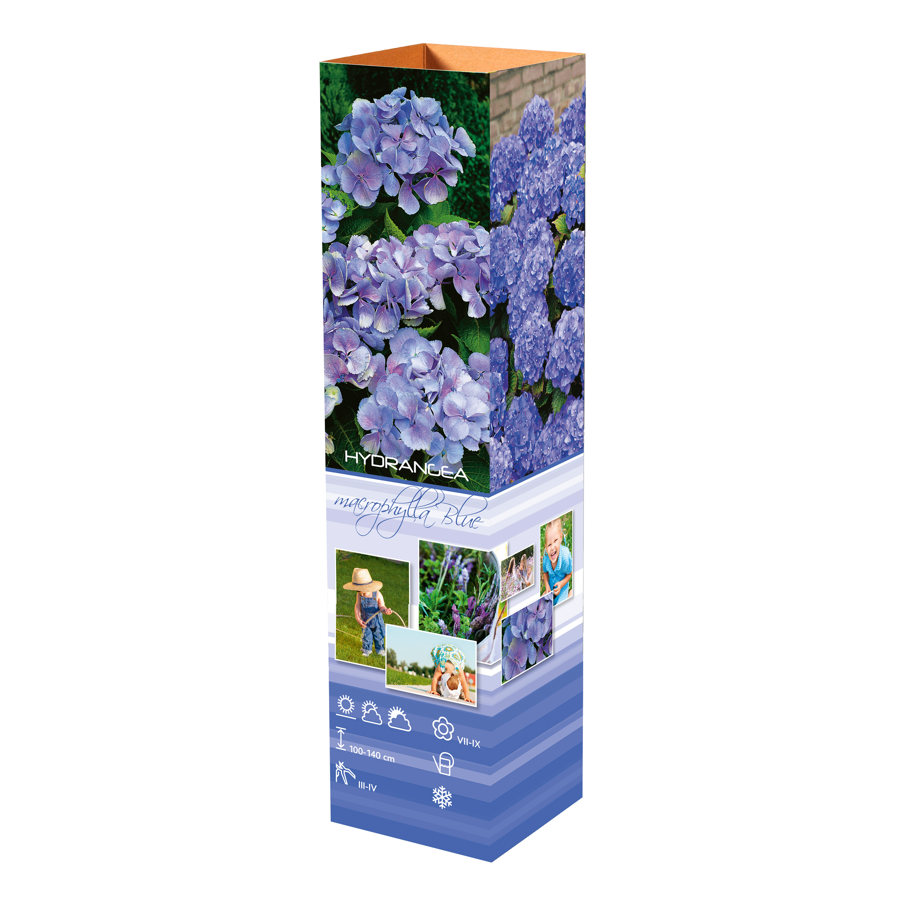 Lot de 4 hortensias : 1 rose blanc, 1 rose, 1 bleu, 1 blanc - 30-38 cm