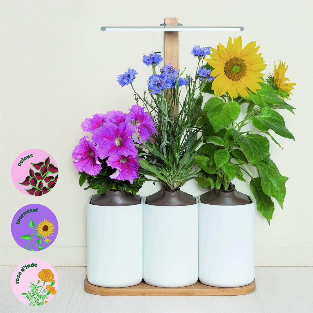 Lilo fleurs et ornementales - livré avec 3 capsules de coleus, tournesol et rose d’inde