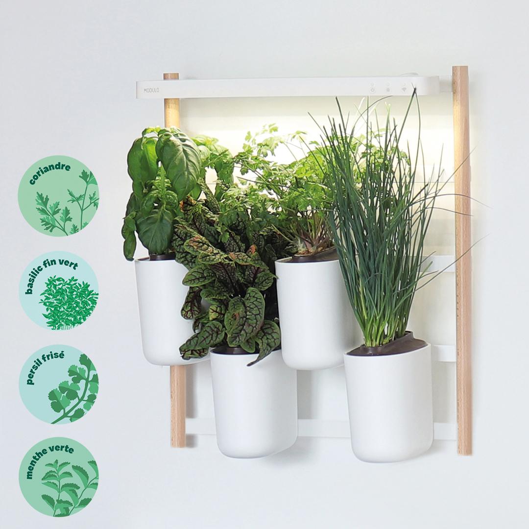 Modulo aromates - Livré avec 4 capsules de coriandre, basilic fin, persil frisé et menthe verte