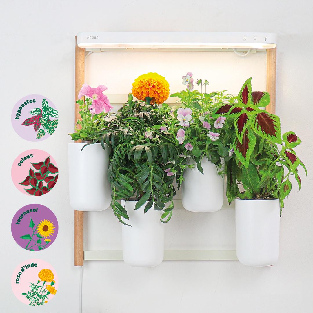 Modulo fleurs et ornementales - Livré avec 4 capsules de coleus, tournesol, rose d’inde et hypoestes