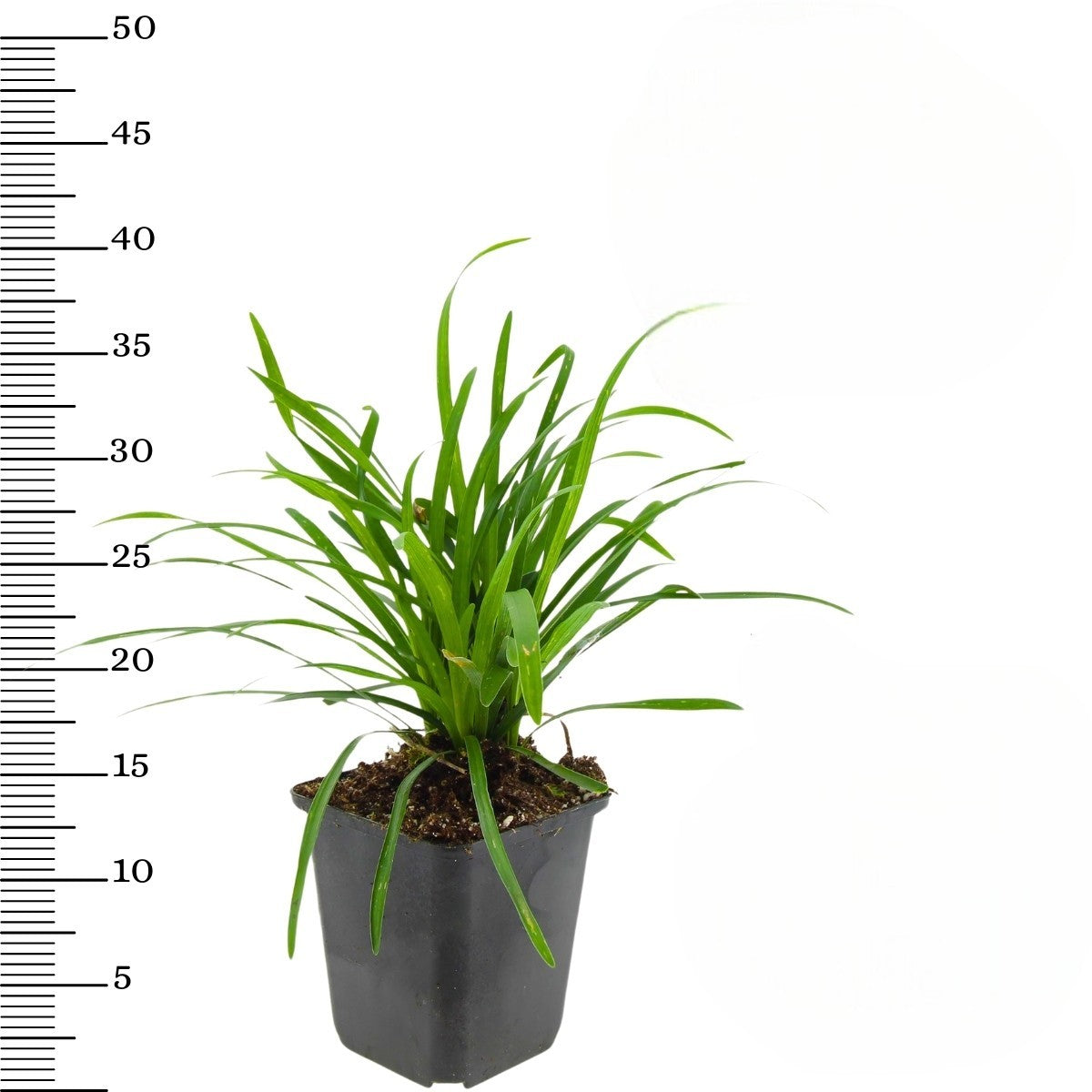 Liriope muscari x8
