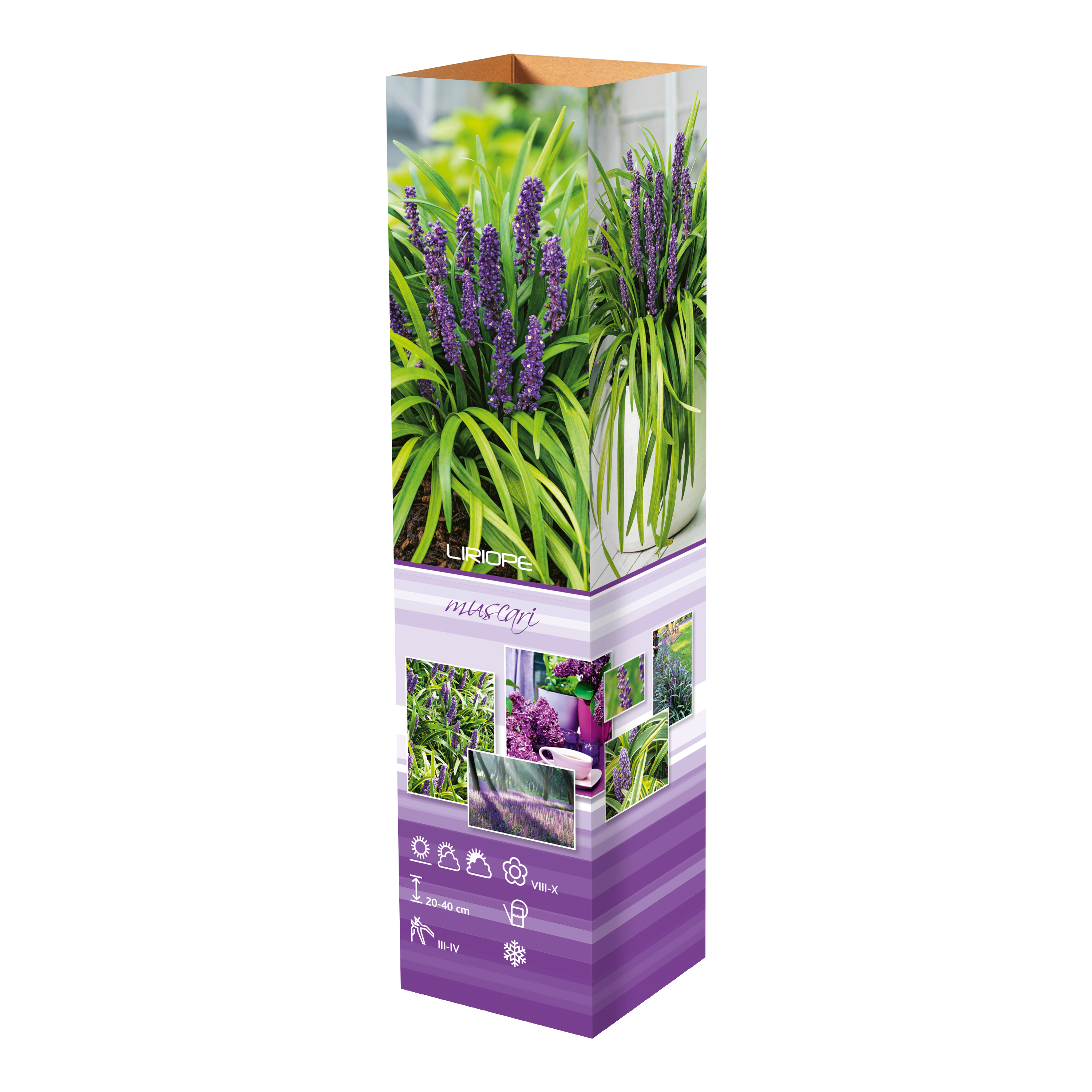 Lot de 8 graminées: 2 Pennisetum, 2 Liriopes, 2 Imperata, 2 Festuca,