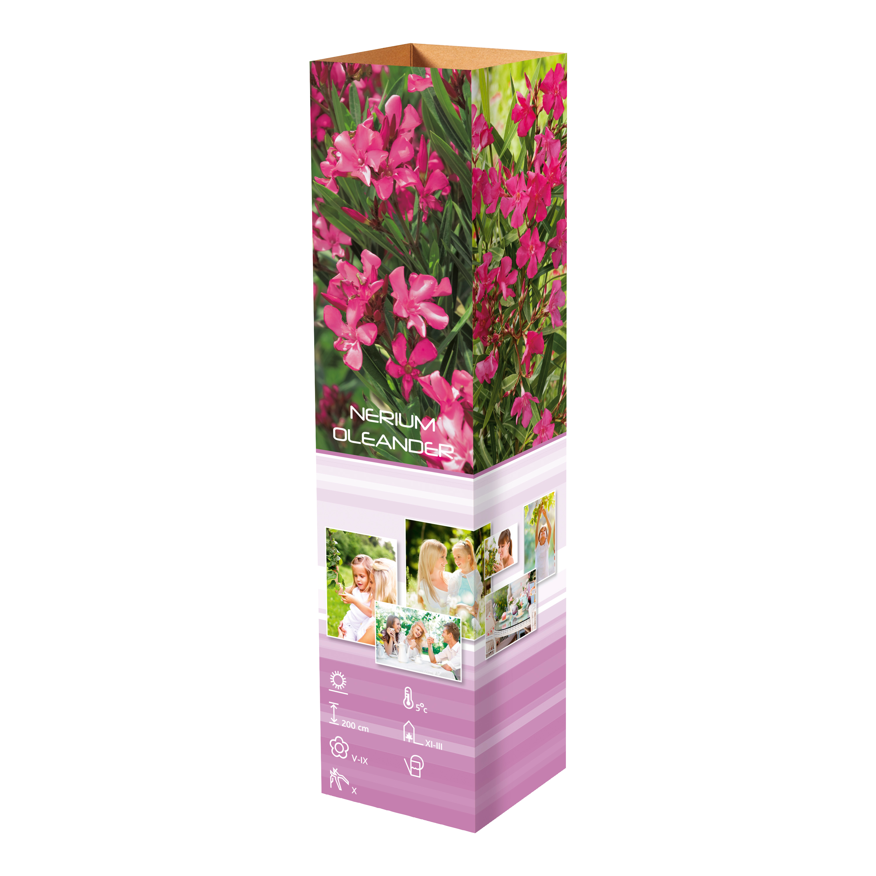 Lot de 12 plantes méditerranéennes : 2 oliviers, 2 figuiers, 2 citronniers, 2 orangers, 2 lauriers roses, 2 oiseaux du paradis - 25-38 cm