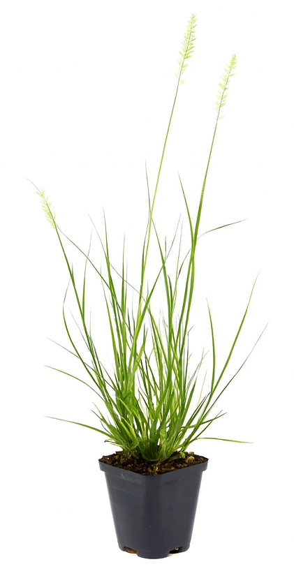 Lot de 4 graminées : 1 Stipa, 1 Pennisetum, 1 Imperata, 1 Festuca - 20-38 cm