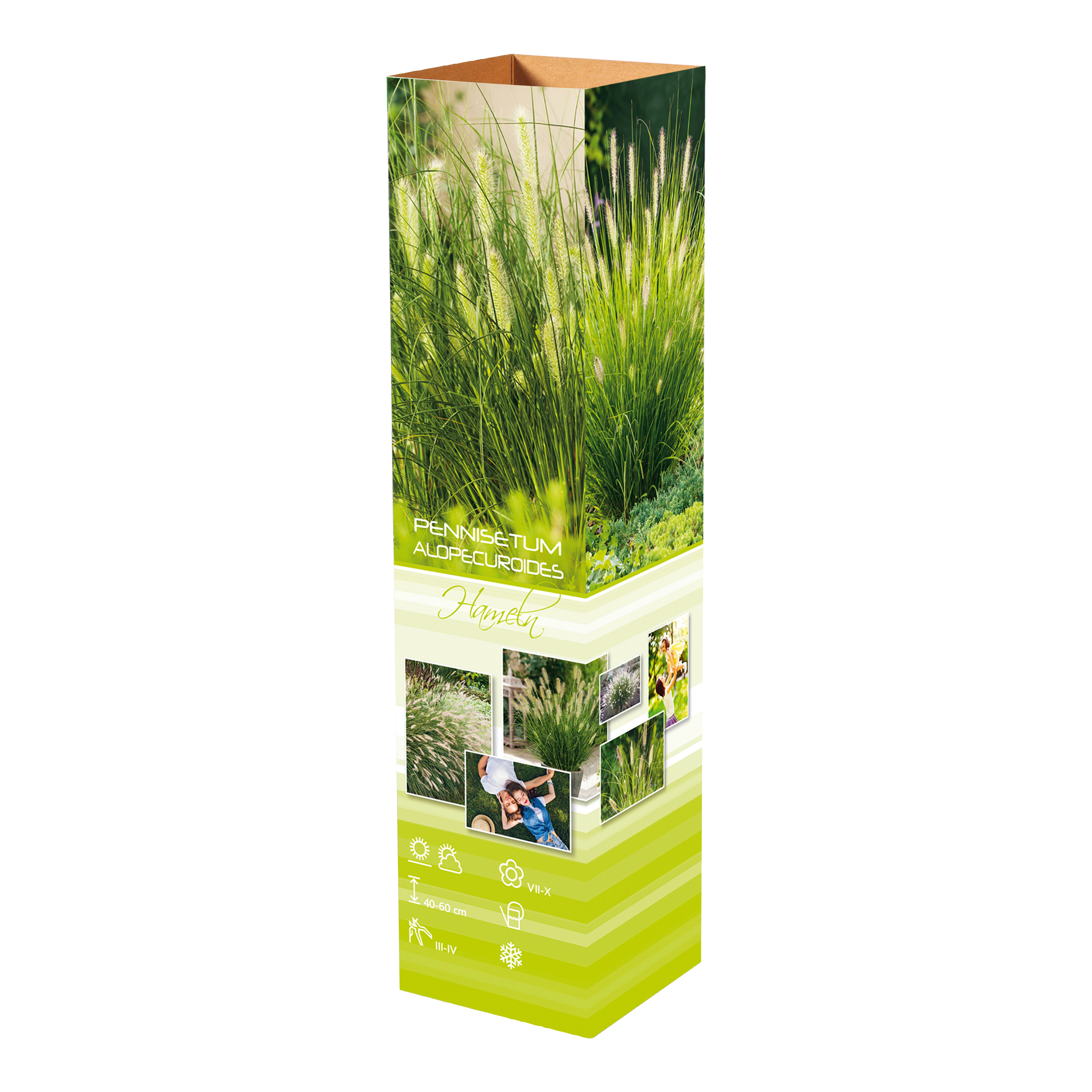 Lot de 8 graminées: 2 Stipa, 2 Pennisetum, 2 Cortaderia blanche, 2 Imperata
