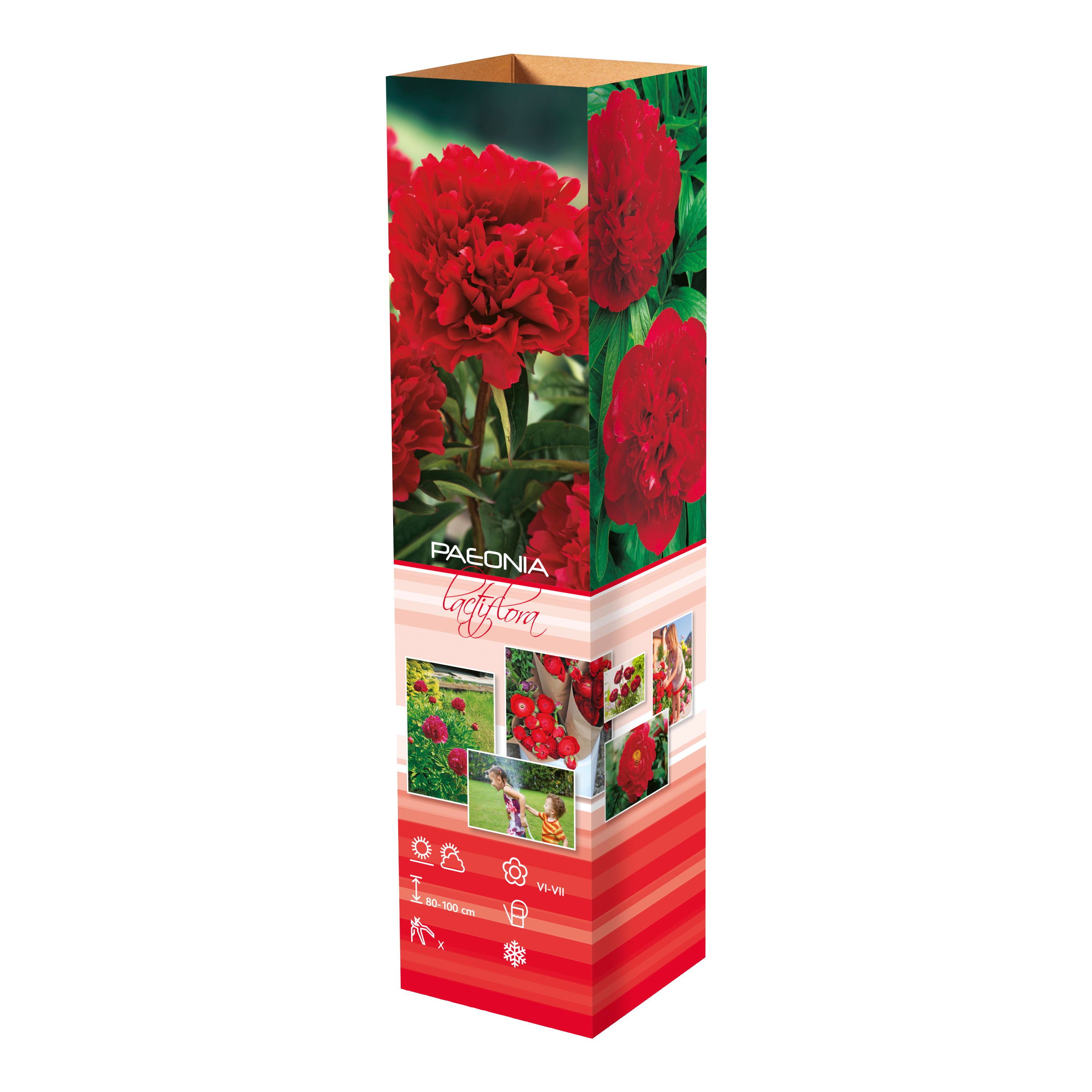 Lot de 6 pivoines rouges
