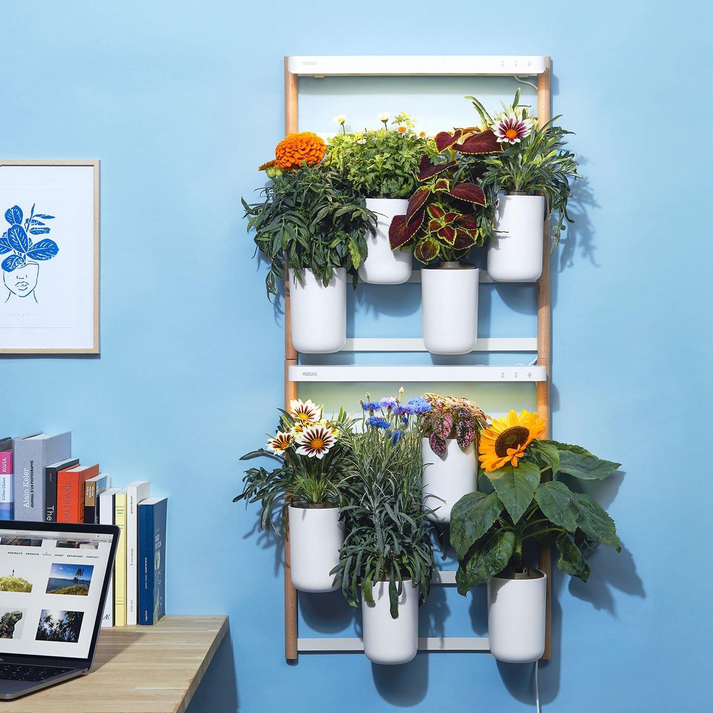 Modulo fleurs et ornementales - Livré avec 4 capsules de coleus, tournesol, rose d’inde et hypoestes