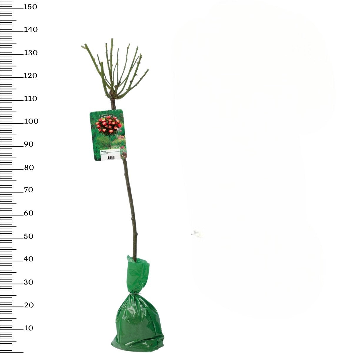 Roses sur tige BICOLORE x3