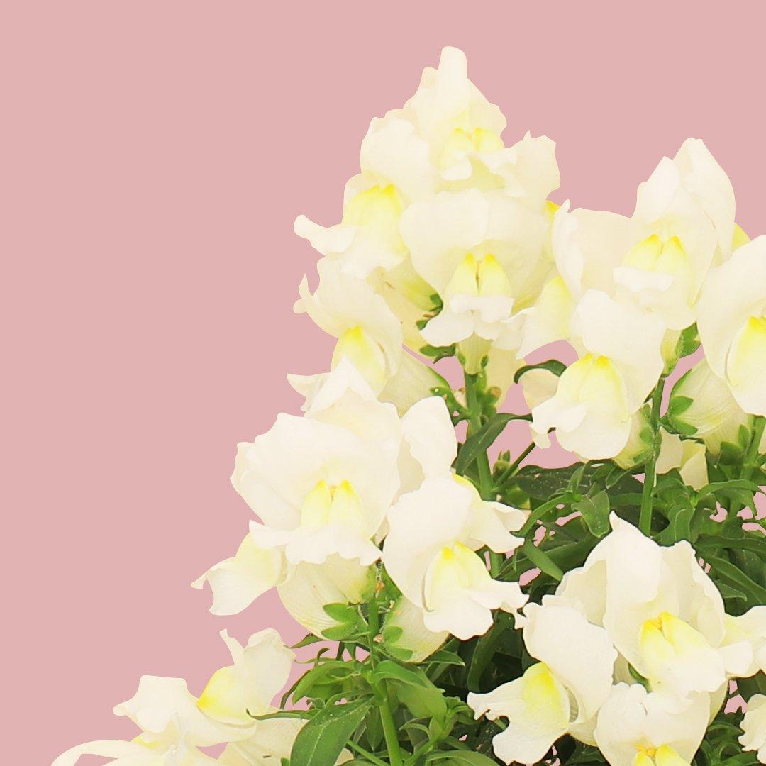 Coffret fleurs - bleuet, muflier blanc, coleus, rose d’inde