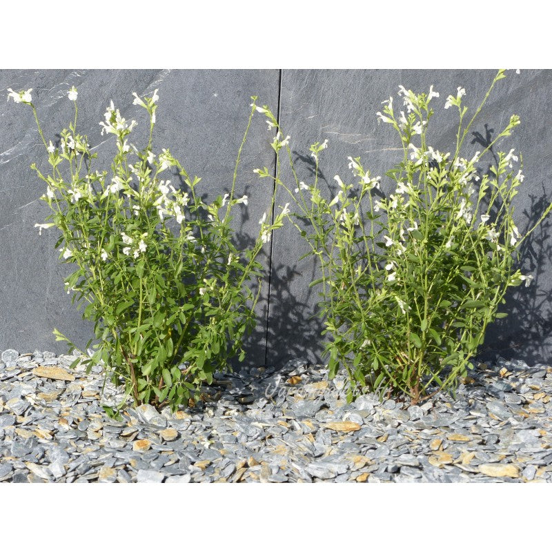 Paillage d'ardoise grise 10/30