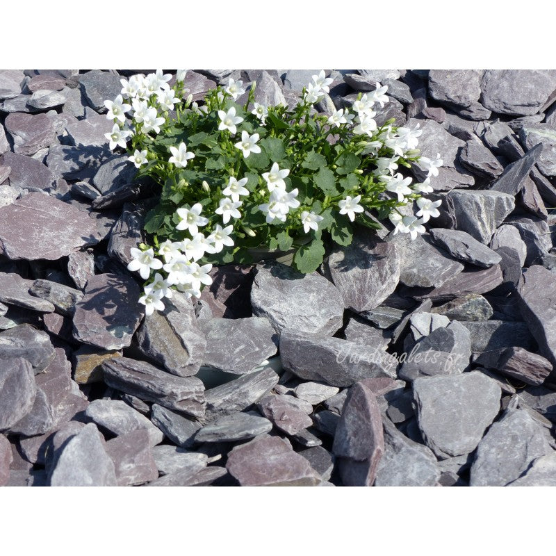 Paillage d'ardoise violine 30/50