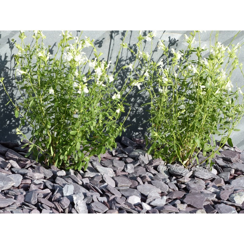 Paillage d'ardoise violine 30/50