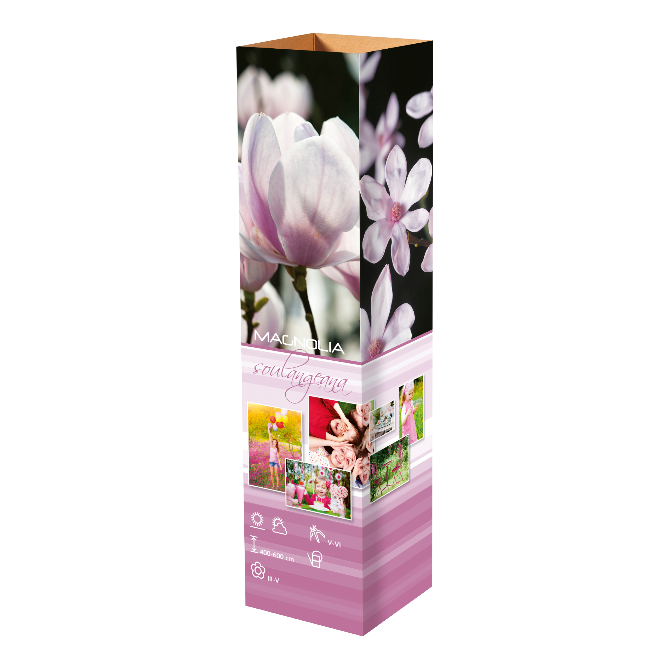 Lot de 3 magnolias Soulangeana - 30-38 cm