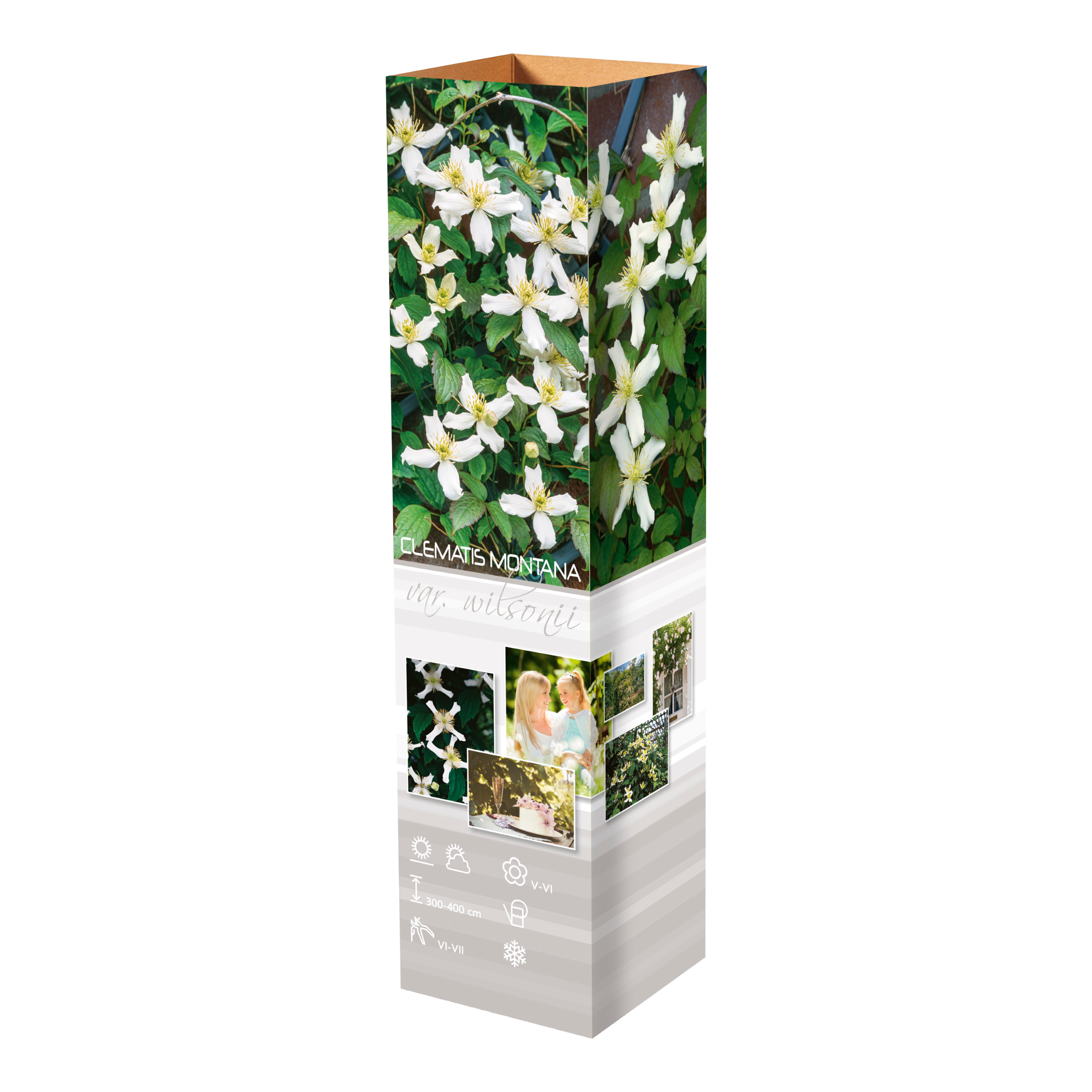 Lot de 3 clématites des montagnes blanches (Clematis Montana Wilsonii) - 30-38 cm