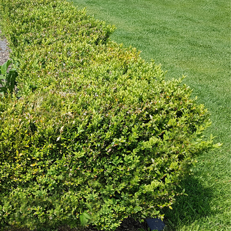 Buis commun - Buxus sempervirens 20/25cm Godet 9cm