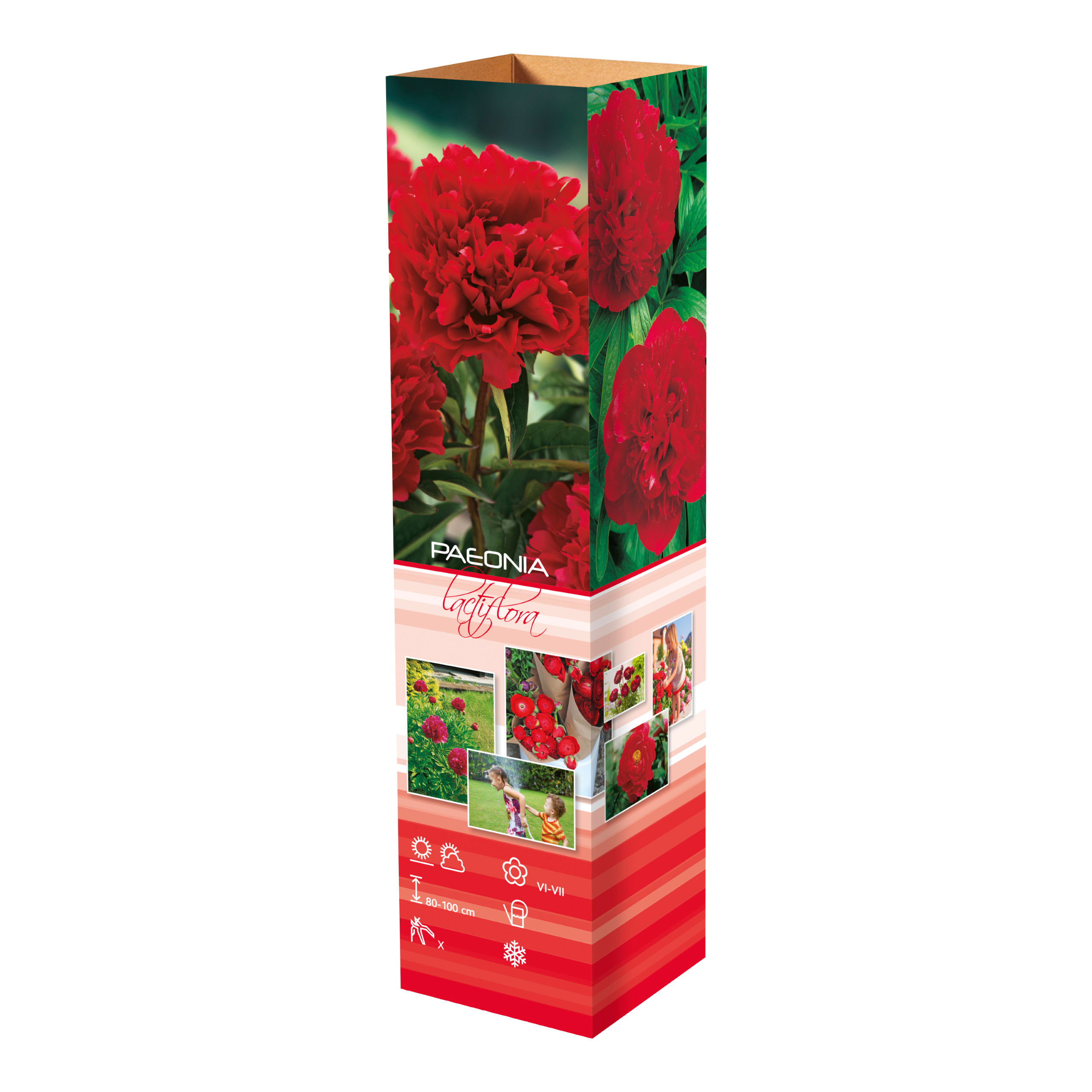 Lot de 3 pivoines rouges