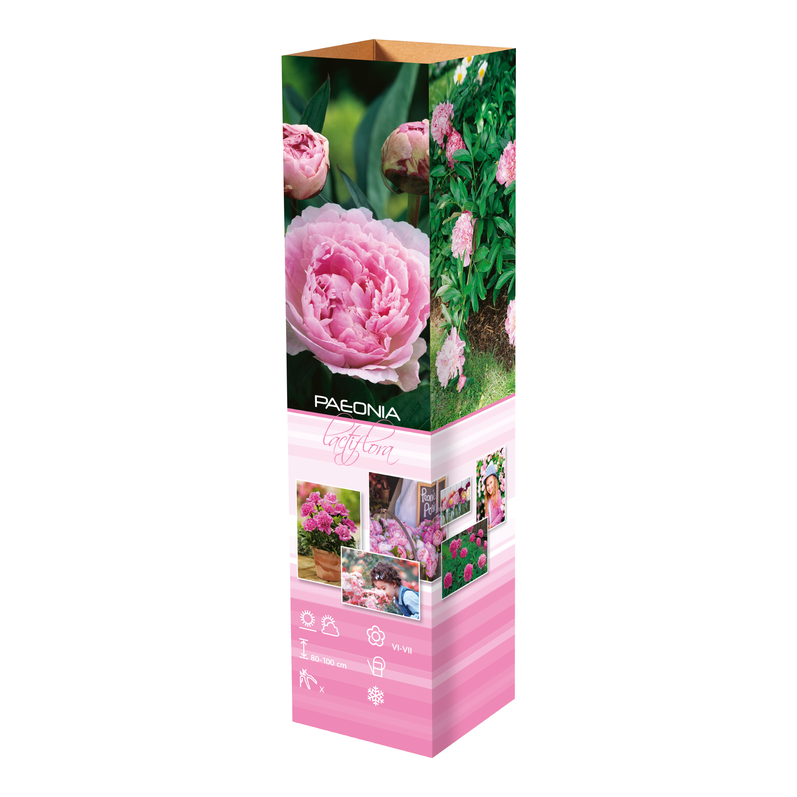 Lot de 6 pivoines roses
