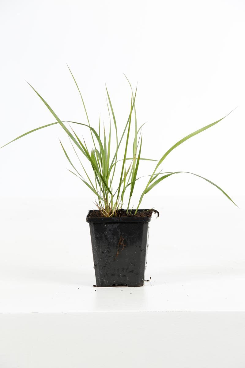 Calamagrostis Karl Foerster - Calamagrostis × acutiflora Karl Foerster20/30 cm Godet 9cm