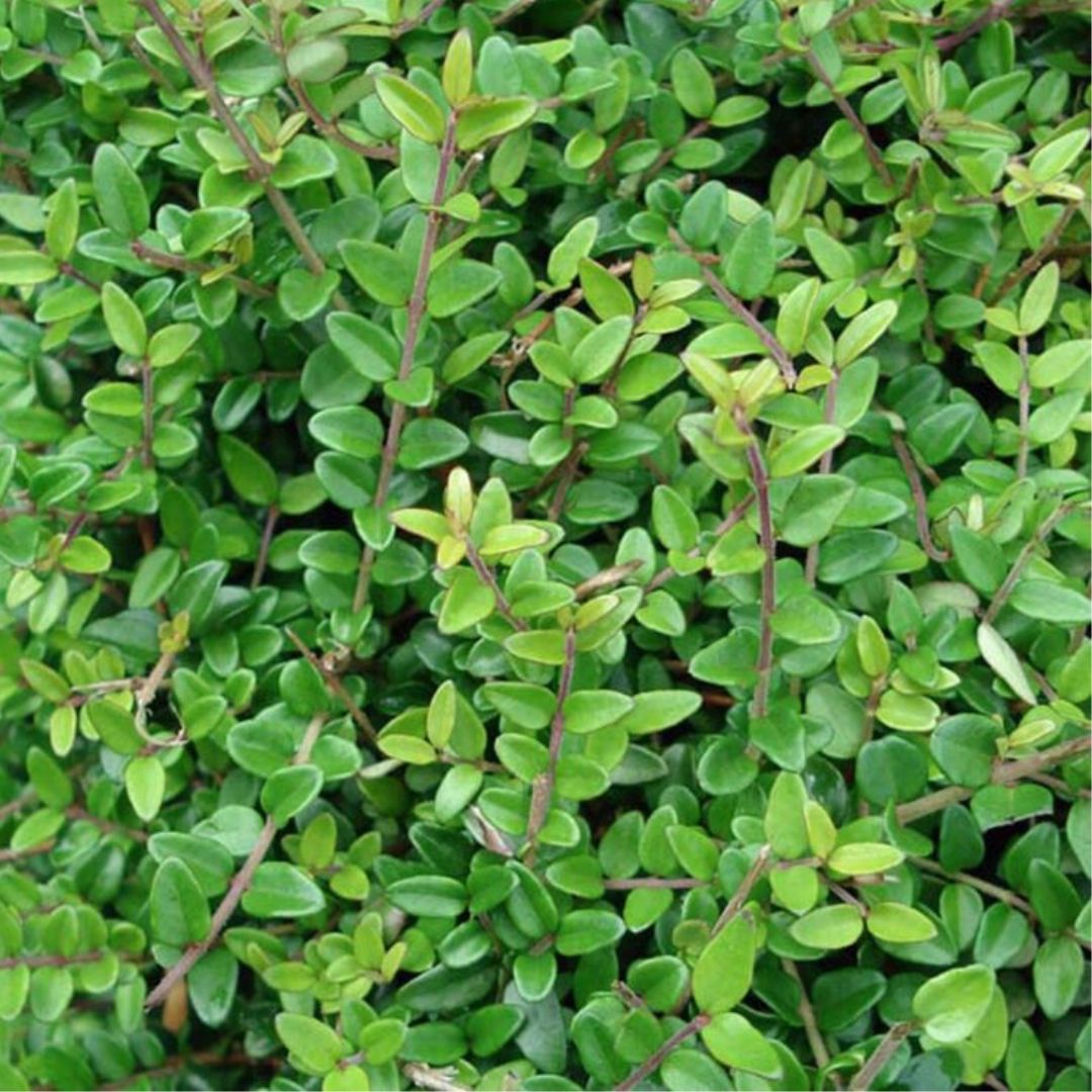 Chèvrefeuille à Feuilles De Buis Elegant - Lonicera nitida Elegant 10/15 cm Godet 9cm