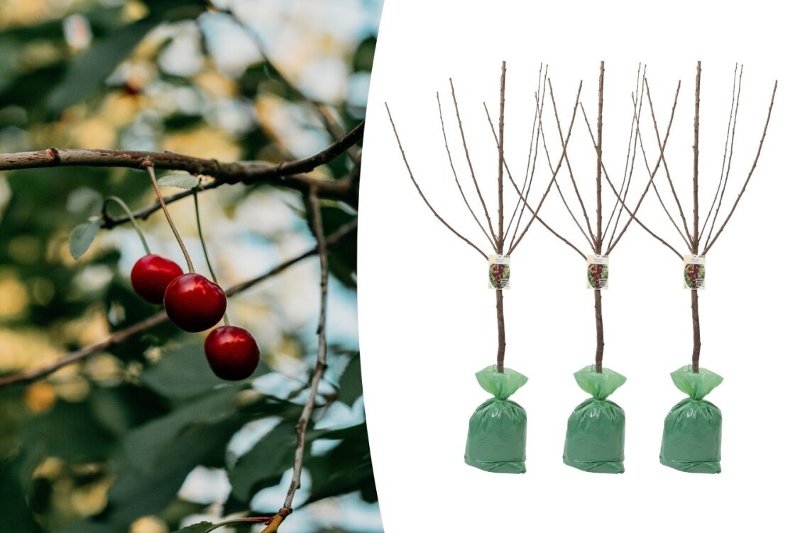 Lot de 3 Cerisiers - 140-170 cm