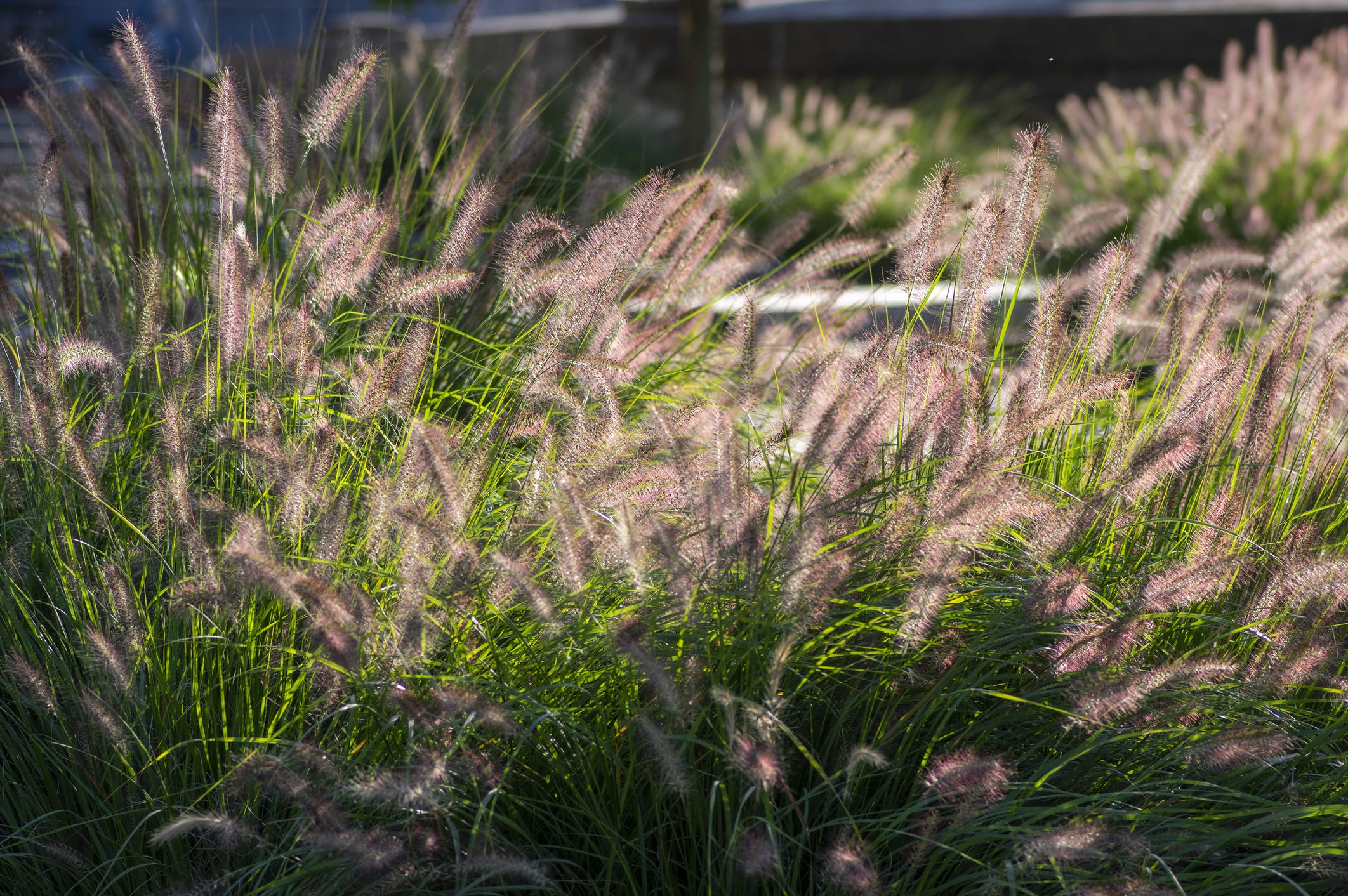 Lot de 8 plantes d´herbe aux écouvillons (Pennisetum)