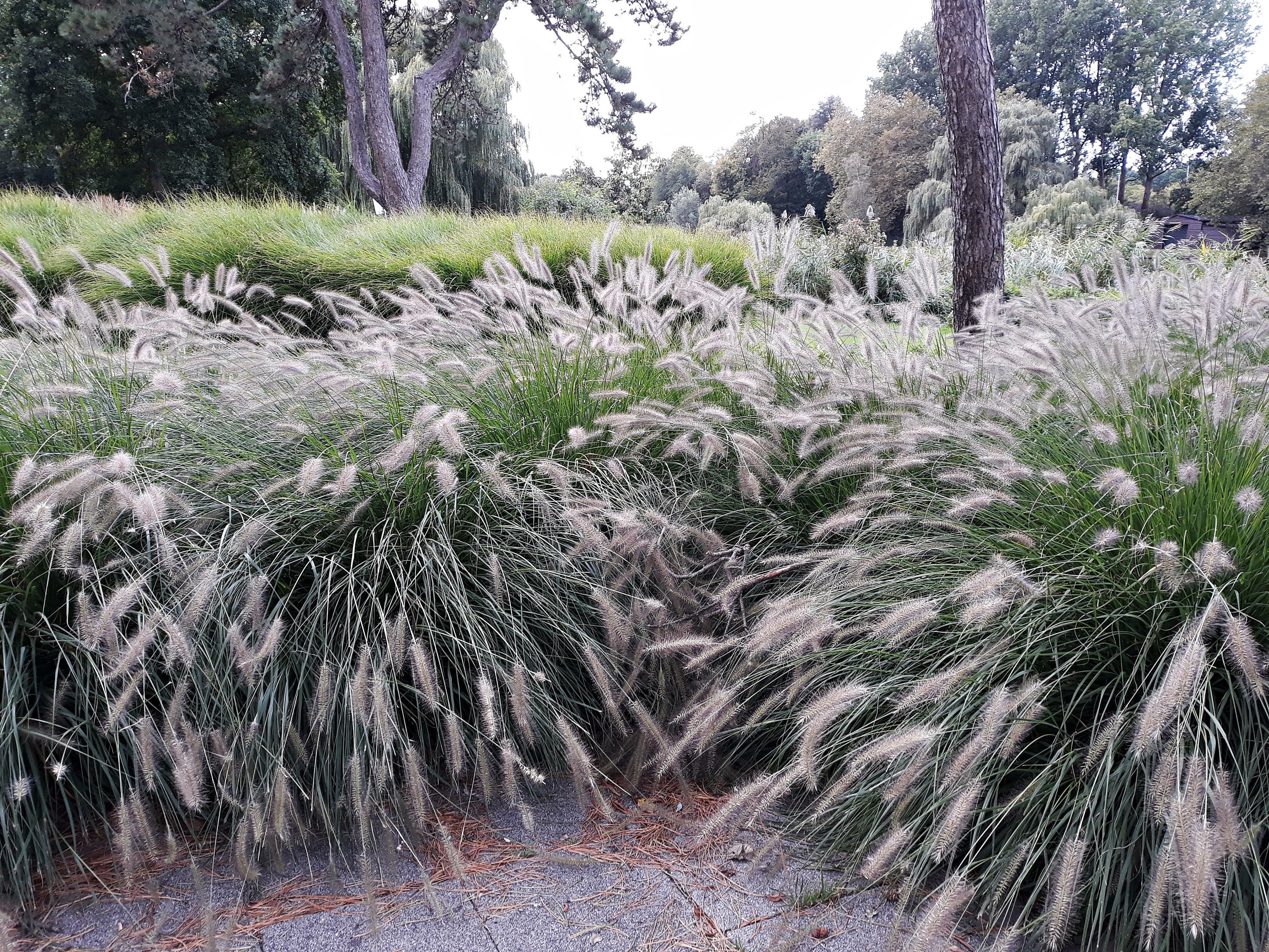 Lot de 8 plantes d´herbe aux écouvillons (Pennisetum)