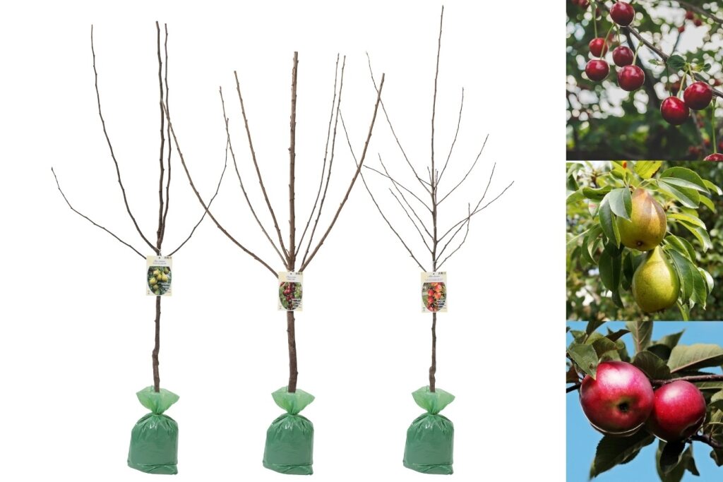 Lot de 3 arbres fruitiers XXL 1 pommier, 1 poirier & 1 cerisier - 140-170 cm