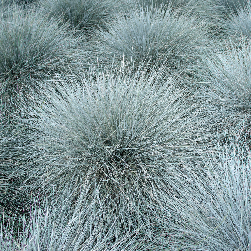Fétuque bleue - Festuca glauca 10/15 cm Godet 9cm