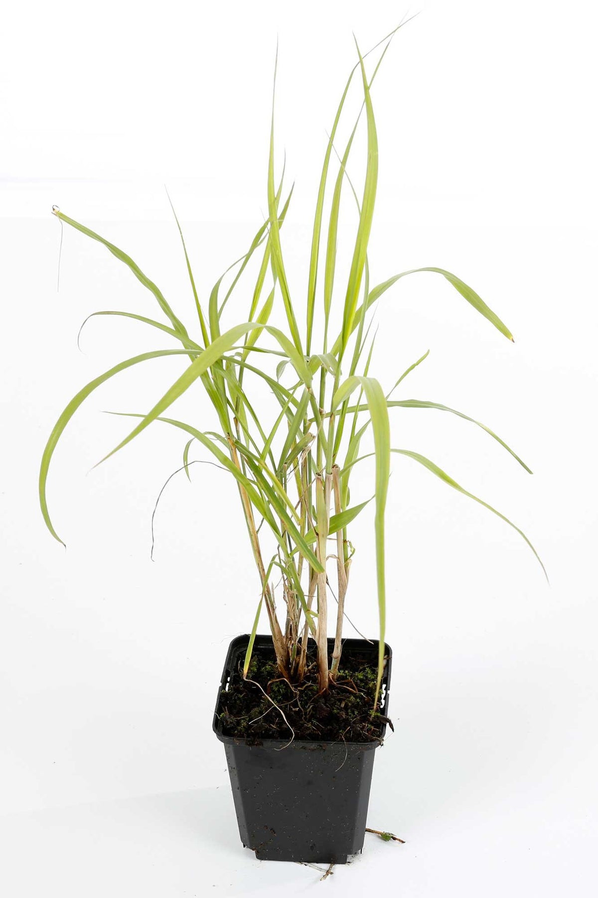 Herbe aux écouvillons orientale - Pennisetum orientale 20/30 cm Godet 9cm