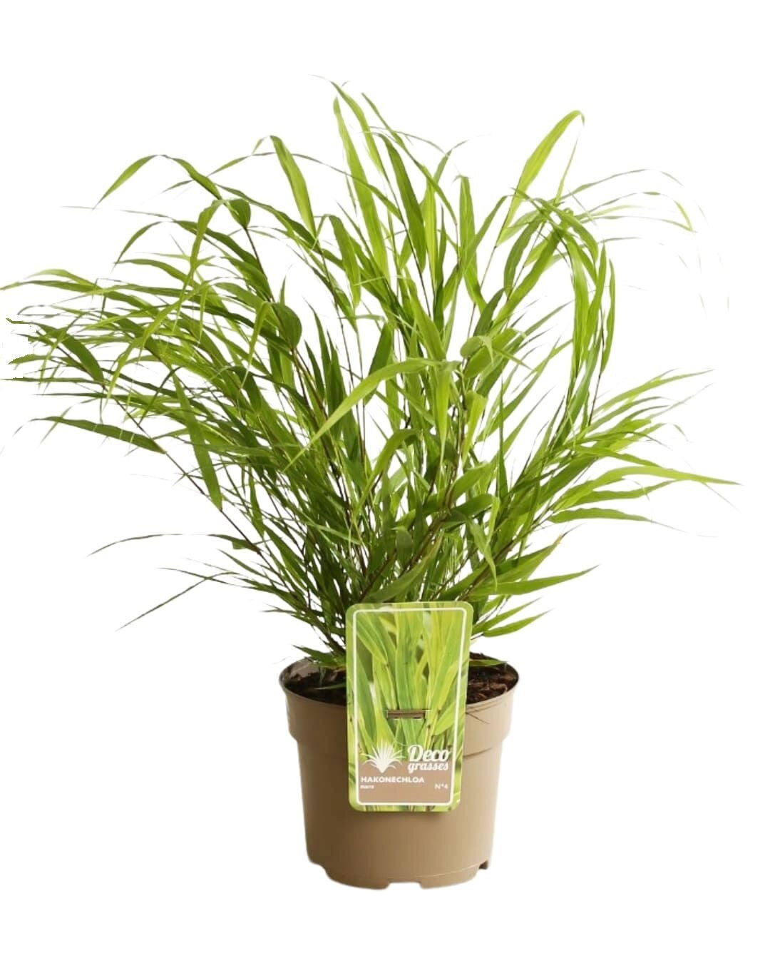 Herbe du Japon - Hakonechloa macra 20/30 cm Pot 3L