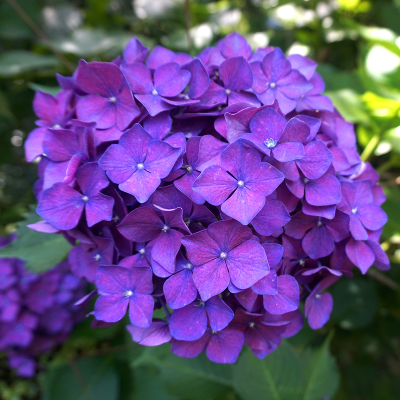 Hortensia Bodensee - Hydrangea macrophylla bodensee 25/30 cm Pot 3L